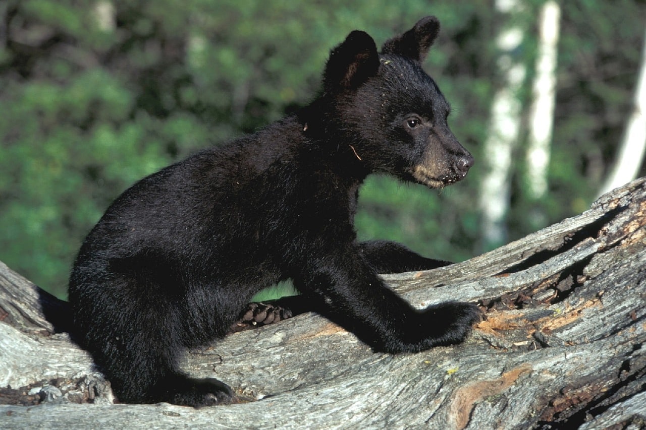 Baby Bear on a golf course tree