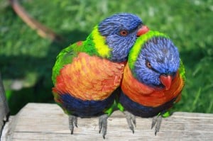 Rainbow parakeets_monogamy example