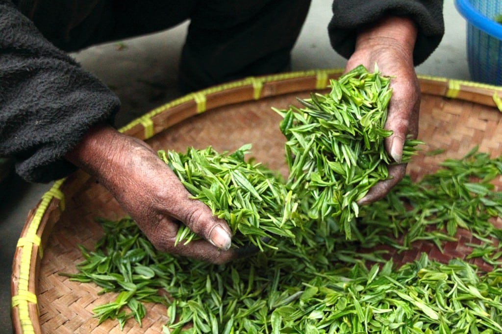 Tea_hand picked_Beverley Golden