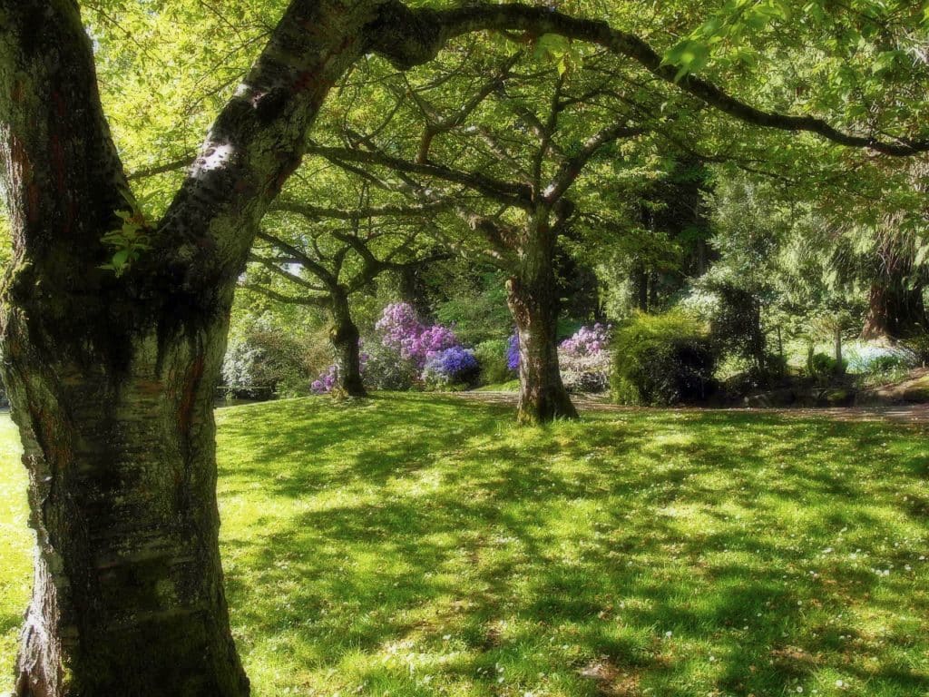 The lushness and green Stanley Park, Vancouver