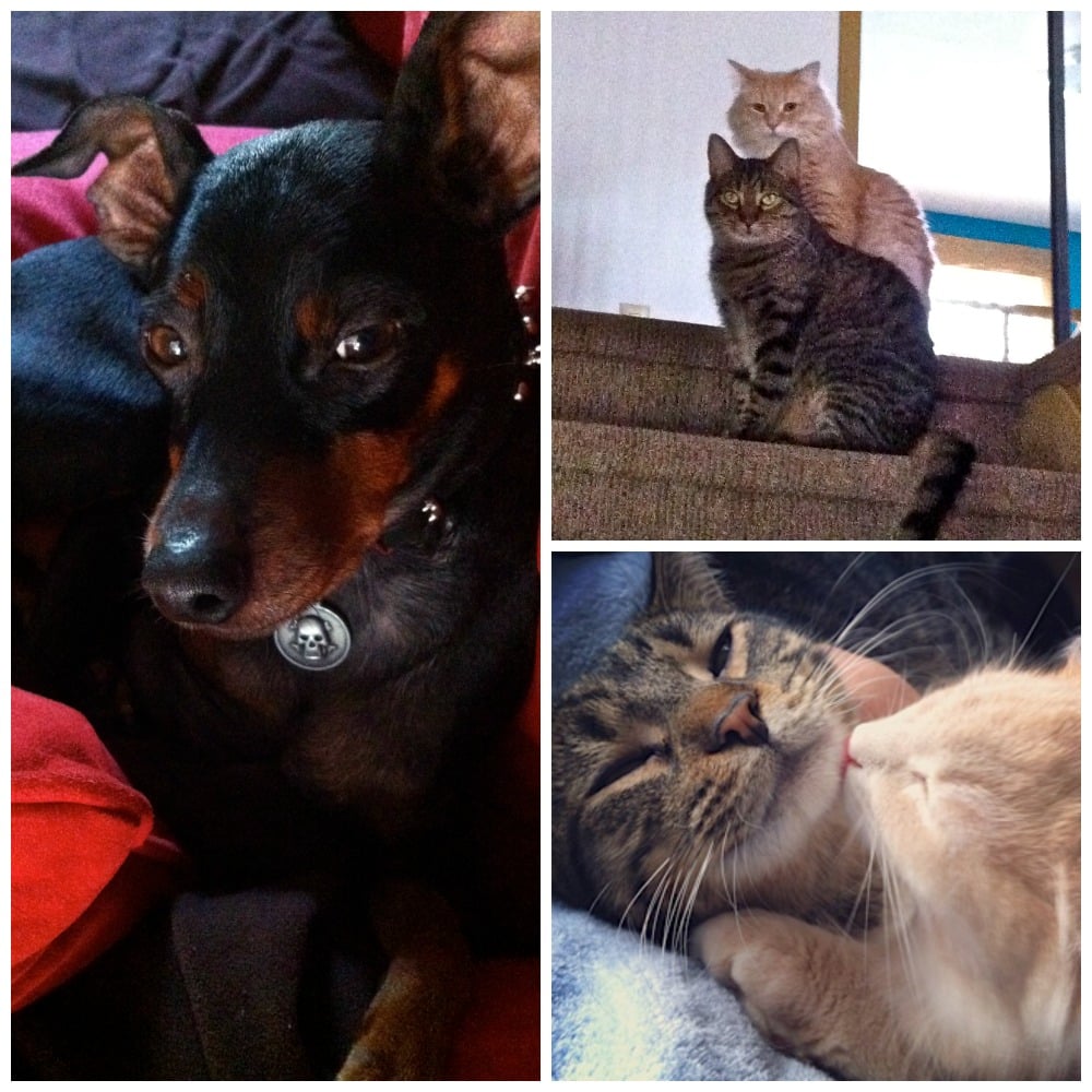 Gunnar our dog + Jack & Jinx cat love