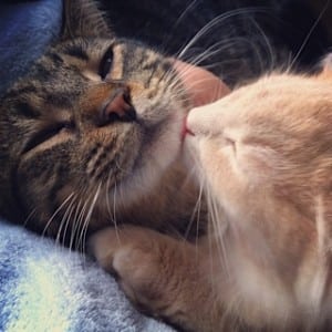 Cat love - Jinxx to Jack