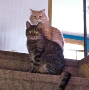 Jack the cat and Jinx sitting proudly on the stairs