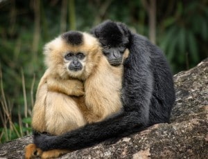 Ape couple hugging_example of monogamy