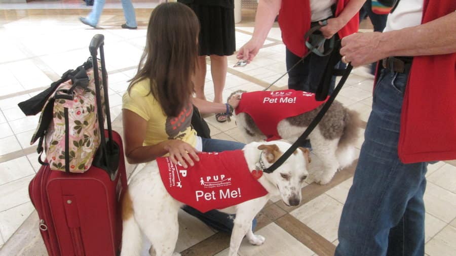 PUP comfort pets at LAX