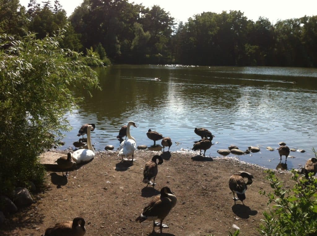 Birds living in harmony as an example of Humanity