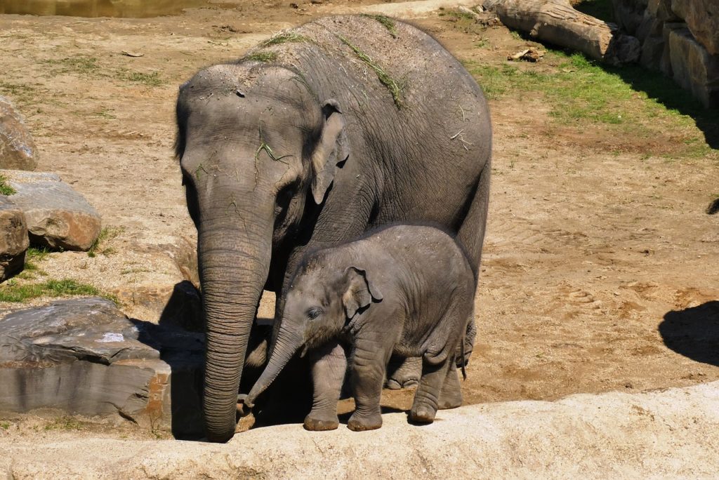 Elephant mother and baby_endangered species in a zoo