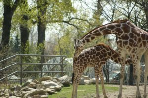 Mother and baby giraffe in a zoo_endangered species